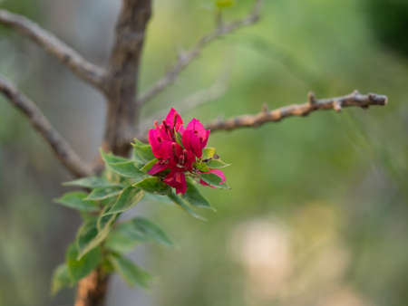 Closeup Pink Bougainvillea Flowers Isolated on Blurry Backgroundの写真素材
