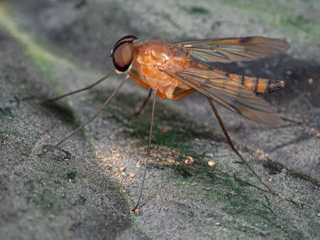 Macro Photography of Orange Robber Fly on Leaf