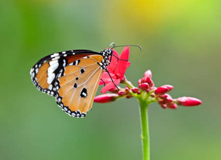 Closeup Common Tiger Butterfly are Sucking Nectar from Red Flower, Selective Focus