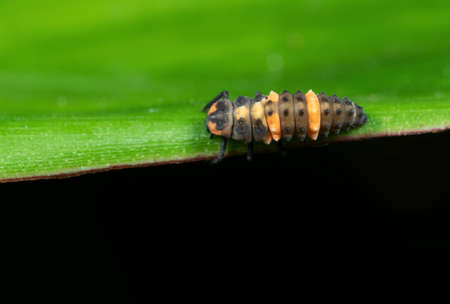 Macro Photography of Orange Caterpillar on Green Leaf Isolated on Black Background