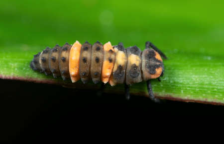 Macro Photography of Orange Caterpillar on Green Leaf Isolated on Black Backgroundの写真素材