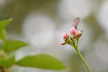 Closeup Little Brown Butterfly on Pink Flower