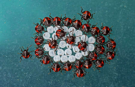 Macro Photography of Little Insects with Egg Cases on Green Wall