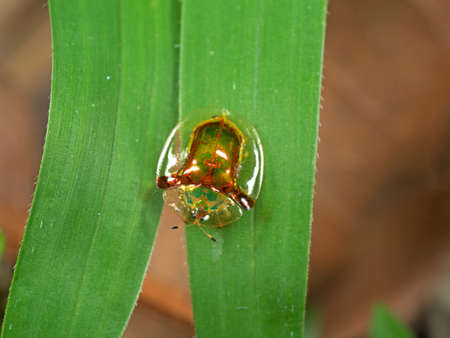 Macro Photography of Golden Tortoise Beetle on Blade of Grass