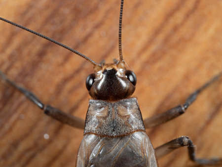 Macro Photography of Head of Cricket on Wooden Floorの写真素材