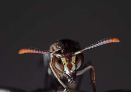 Macro Photography of Head of Paper Wasp Isolated on Grey Background