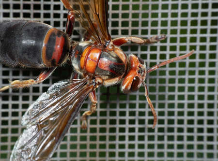 Macro Photography of Hornet on Mosquito Wire Screen
