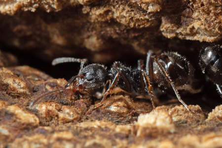 Macro Photography of Black Garden Ant on Tree Barkの写真素材