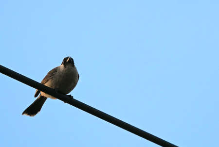 Closeup Sooty-Headed Bulbul Bird Perched on a Cable Wire Isolated on Blue Sky