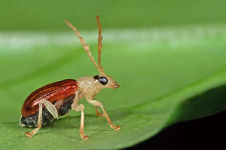 Macro Photography of Little Beetle on Green Leaf