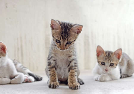 Closeup Cute Tabby Kitten on The Floor
