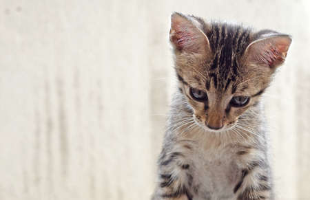 Closeup Cute Tabby Kitten Isolated on Background with Copy Space