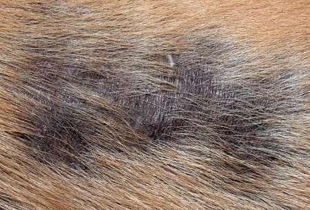 Macro Photography of Leprosy Skin Disease on the Back of the Dog