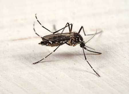 Macro Photography of Yellow Fever Mosquito on The Floor
