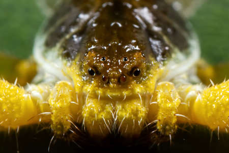 Macro Photography of Head of Bizarre Crab Spider on Leaf