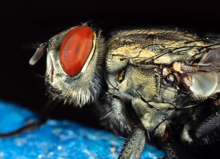 Macro Photography of Housefly Isolated on Black Background