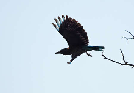 Closeup Indian Roller Bird is Flying in The Air Near The Dry Treeの写真素材