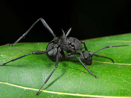 Macro Photography of Black Ant on Green Leaf