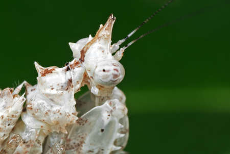 Macro Photography of White Boxer Mantis Isolated on Green Leaf Background