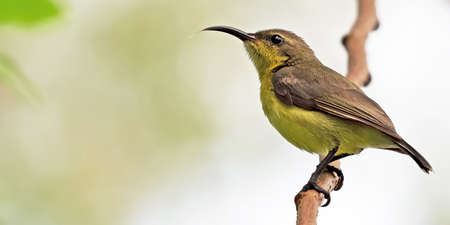 Closeup Olive-Backed Sunbird Perched on Branch Isolated on Background with Copy Spaceの写真素材