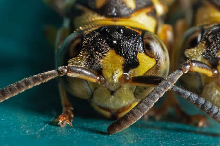 Macro Photography of Head of Wasp on Blue Green Metal Materialの写真素材