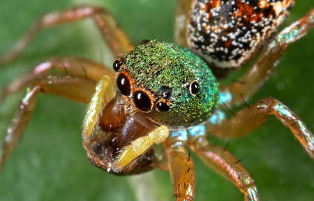 Macro Photography of Colorful Jumping Spider on Green Leafの写真素材