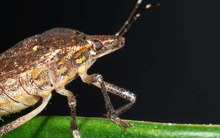 Macro Photography of Shield Bug on The Edge of The Leafの写真素材