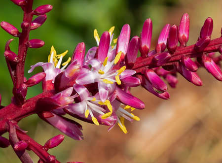 Closeup Cordyline fruticosa Flowers Isolated on Nature Backgroundの写真素材
