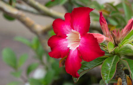 Closeup Plumeria Flower with Green Leaves