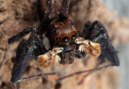 Macro Photography of Jumping Spider Isolated on The Soil