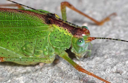 Macro Photography of Green Grasshopper on The Floor, Selective Focusの写真素材