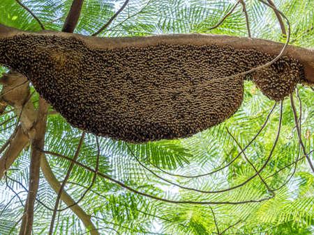 Closeup Huge Beehive of Giant Honey Bees on a Branchの写真素材