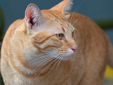 Closeup Orange Tabby Cat Isolated on Backgroundの写真素材