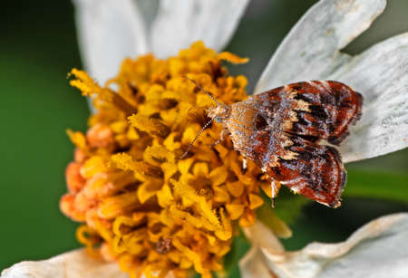 Macro Photography of Butterfly is Sucking Nectar from Flower Pollen