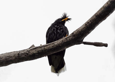Closeup Great Myna Bird Perched on Branch Isolated on White Background