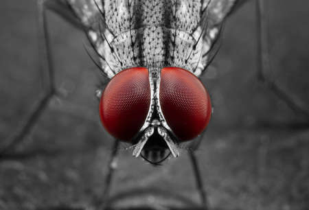 Macro Photography of Eyes of Housefly on Green Leafの写真素材