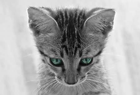 Closeup Cute Tabby Kitten Isolated on Backgroundの写真素材