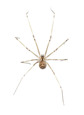 Macro Photography of Brown Spider Isolated on White Background