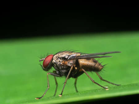 Macro Photography of Housefly on Green Leaf