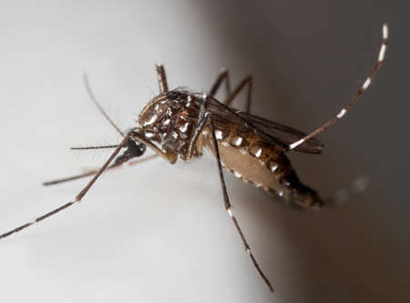Macro Photography of Yellow Fever Mosquito on White Floorの写真素材