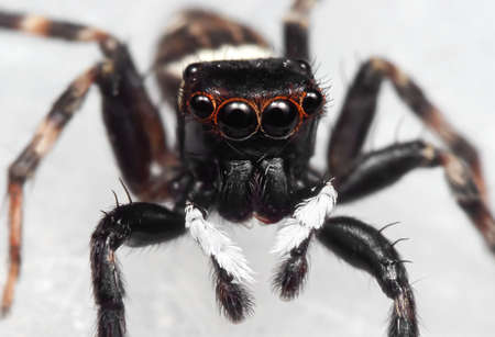 Macro Photography of Jumping Spider on White Floorの写真素材