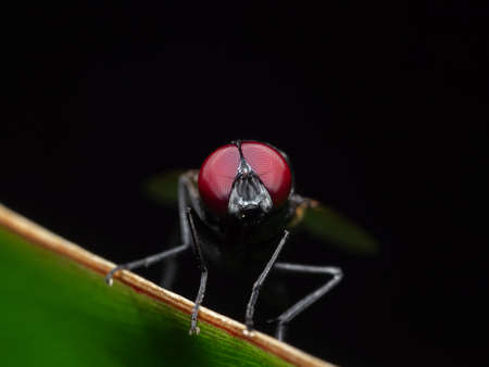 Macro Photography of Black Blowfly on Green Leaf Isolated on Black Backgroundの写真素材