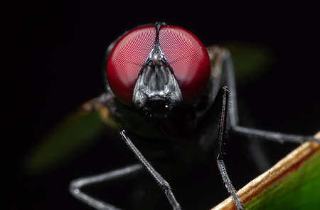Macro Photography of Black Blowfly on Green Leaf Isolated on Black Backgroundの写真素材