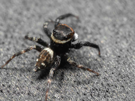 Macro Photography of Jumping Spider on The Floor