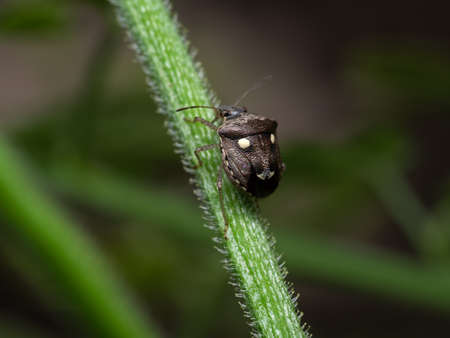 Macro Photography of Shield Bug Perched on The Branch of Plant