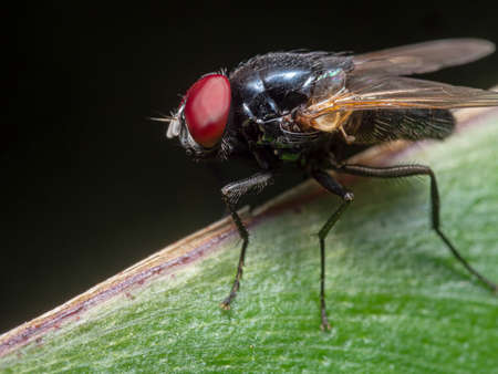 Macro Photography of Black Blowfly on Green Leaf Isolated on Black Backgroundの写真素材