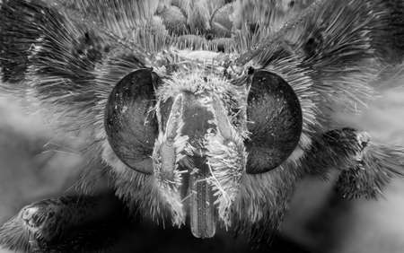 Macro Photography of Head of Little Butterfly, Macro Stacking Pictures, Black and White