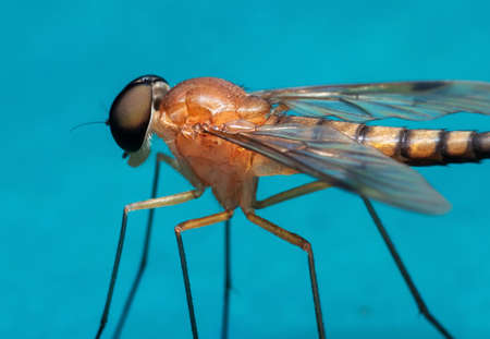 Macro Photography of Orange Robber Fly Isolated on Blue Floorの写真素材