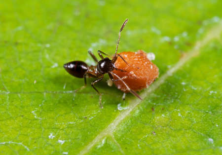 Macro Photography of Assassin Bug is Eating Fruit on Leaf