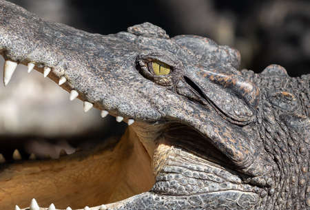 Closeup Head of Crocodile was Sunbathing Isolated on Backgroundの写真素材
